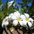 Plumeria_