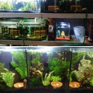 Meine  Aquarien