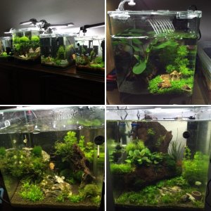 Meine Cubes + Marine Aquarium