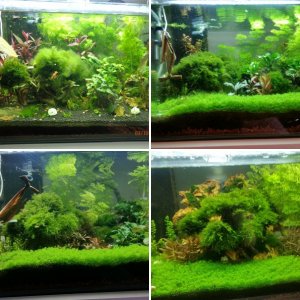 50L Scaper´s Tank