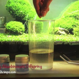 JustBee-PRL-Shrimps-Feeding-Tip incl. Mixing of products