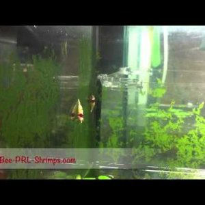 RedBee shrimps climbing up tank pane - JustBee PRL Shrimps (Akaebinosato)