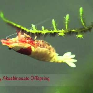 JustBee Akaebinosato berried shrimp, eyes of shrimpletts visible in eggs