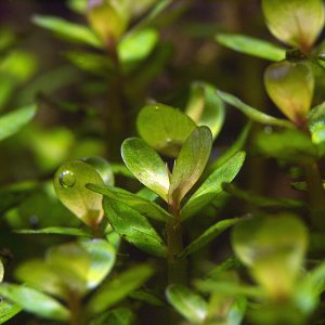 Rotala Indica