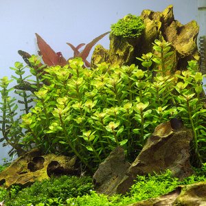 Rotala indica