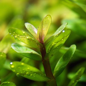 Rotala indica