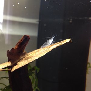 Ghost Shrimp