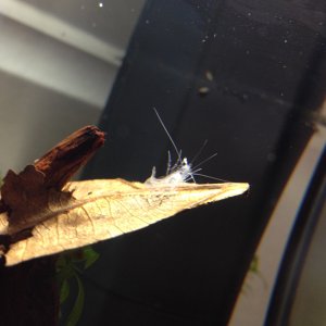 Ghost Shrimp