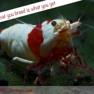 JustBee PRL Shrimp