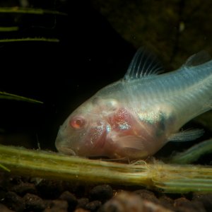 Corydoras aeneus