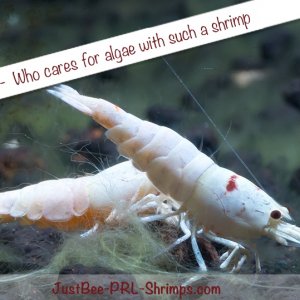 JustBee prl shrimp