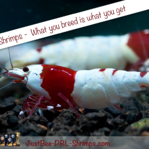 JustBee PRL Shrimps