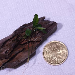 Bucephalandra pygmaea blue