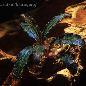 Bucephalandra 'kedagang'