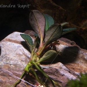 Bucephalandra 'kapit'