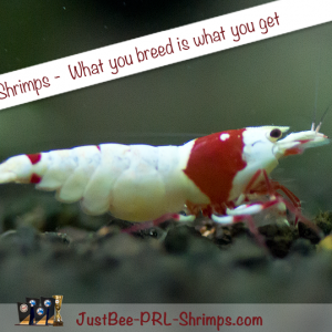 JustBee PRL Shrimps Akaebinosato