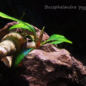 Bucephalandra 'pygmaea'