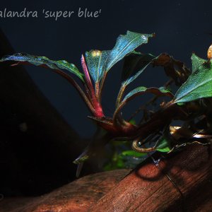 Bucephalandra 'super blue'