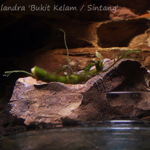 Bucephalandra 'Bukit Kelam / Sintang'