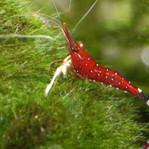 caridina dennerli / Kardinalsgarnelen