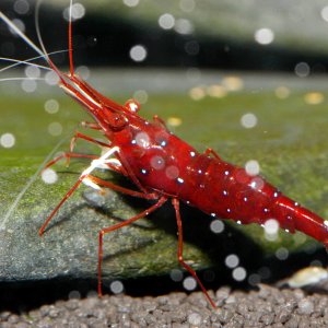 caridina dennerli / Kardinalsgarnelen