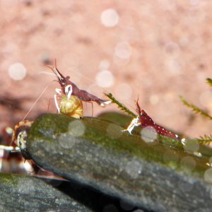 caridina dennerli / Kardinalsgarnelen