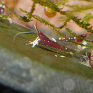 caridina dennerli / Kardinalsgarnelen