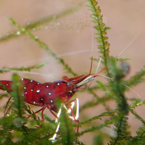 caridina dennerli / Kardinalsgarnelen