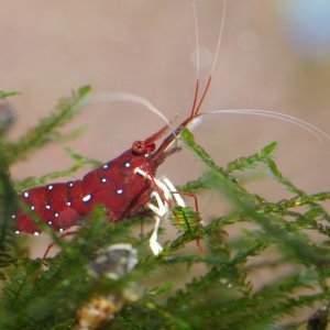 caridina dennerli / Kardinalsgarnelen