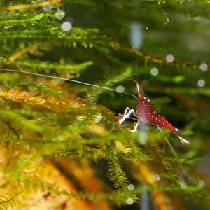 caridina dennerli / Kardinalsgarnelen