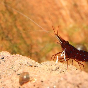 caridina dennerli / Kardinalsgarnelen