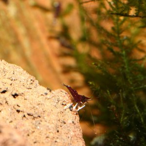 caridina dennerli / Kardinalsgarnelen