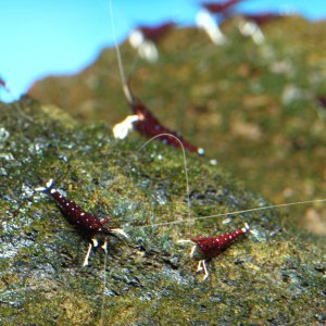 caridina dennerli / Kardinalsgarnelen