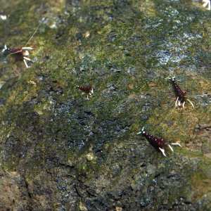 caridina dennerli / Kardinalsgarnelen