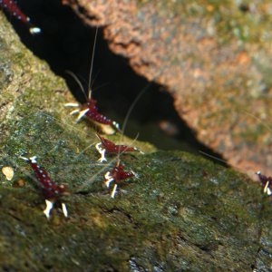 caridina dennerli / Kardinalsgarnelen