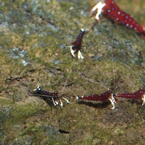 caridina dennerli / Kardinalsgarnelen