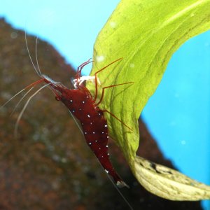 caridina dennerli / Kardinalsgarnelen