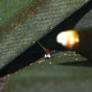 caridina dennerli / Kardinalsgarnelen