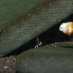 caridina dennerli / Kardinalsgarnelen