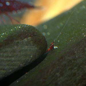 caridina dennerli / Kardinalsgarnelen