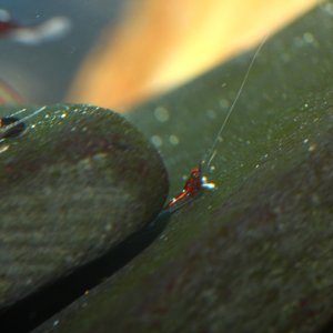 caridina dennerli / Kardinalsgarnelen