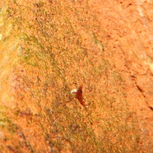 caridina dennerli / Kardinalsgarnelen