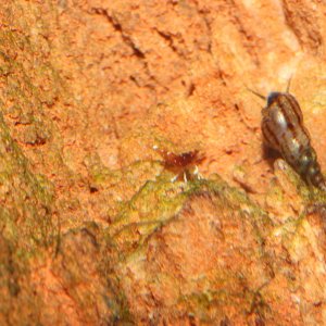 caridina dennerli / Kardinalsgarnelen