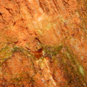 caridina dennerli / Kardinalsgarnelen