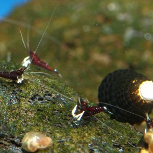 caridina dennerli / Kardinalsgarnelen