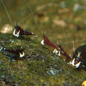 caridina dennerli / Kardinalsgarnelen