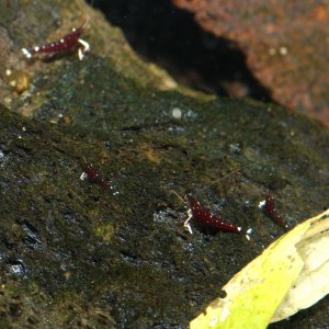 caridina dennerli / Kardinalsgarnelen