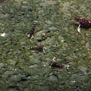 caridina dennerli / Kardinalsgarnelen