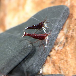 caridina dennerli / Kardinalsgarnelen