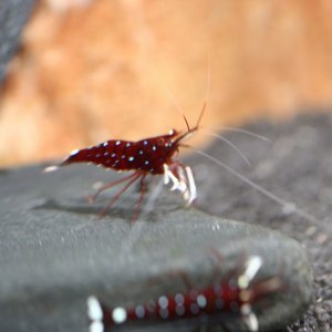 caridina dennerli / Kardinalsgarnelen